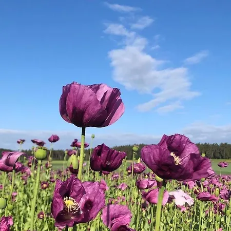 度假居 Marlen 萨勒河畔瑙姆堡