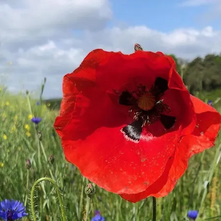 Marlen 度假居 萨勒河畔瑙姆堡